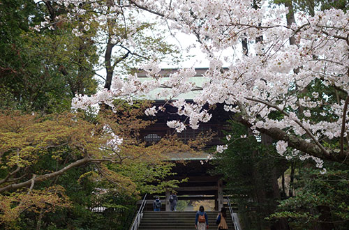 円覚寺総門の桜