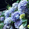 報国寺の紫陽花